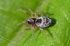 Dictyna (arundinacea-uncinata)